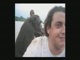 Chimps ATTACK - DRUNK - BEER - AFRIKA