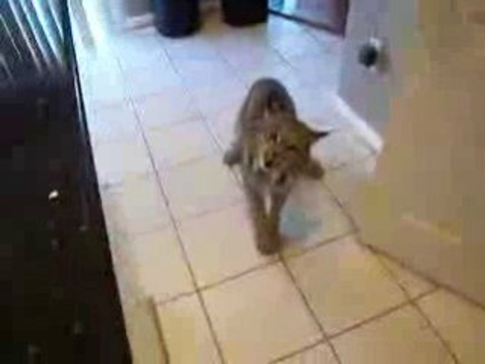 croiser un lynx