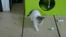 cat fight!