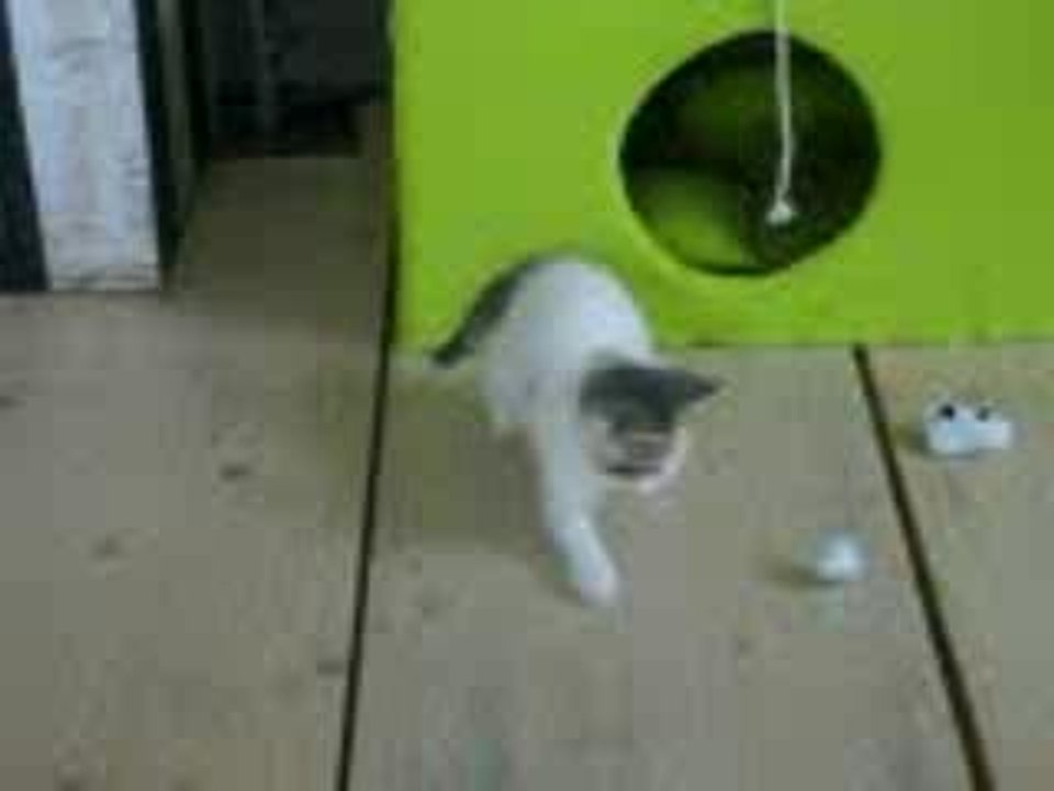 cat fight!