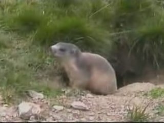 la Marmotte apprivoisée