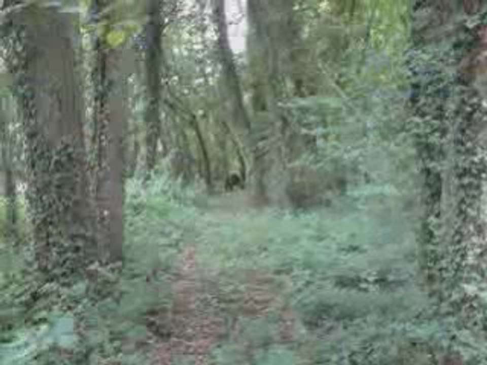 clip action paintball