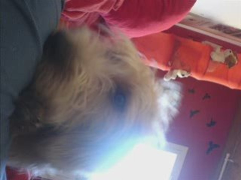 Mon chien