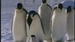 hiver antarctique: comment les manchots empereurs survivent
