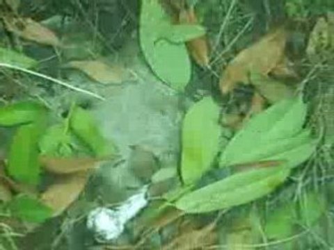 Fumigène Avec Deux Balle de Ping-Pong