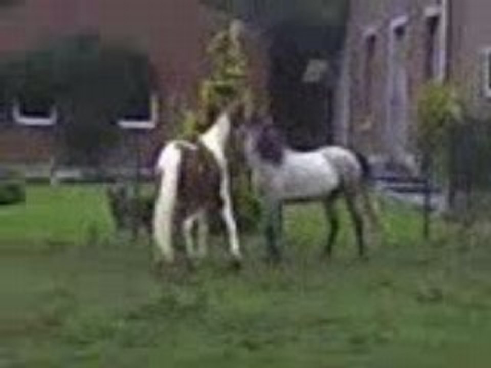 Vidéo-0005