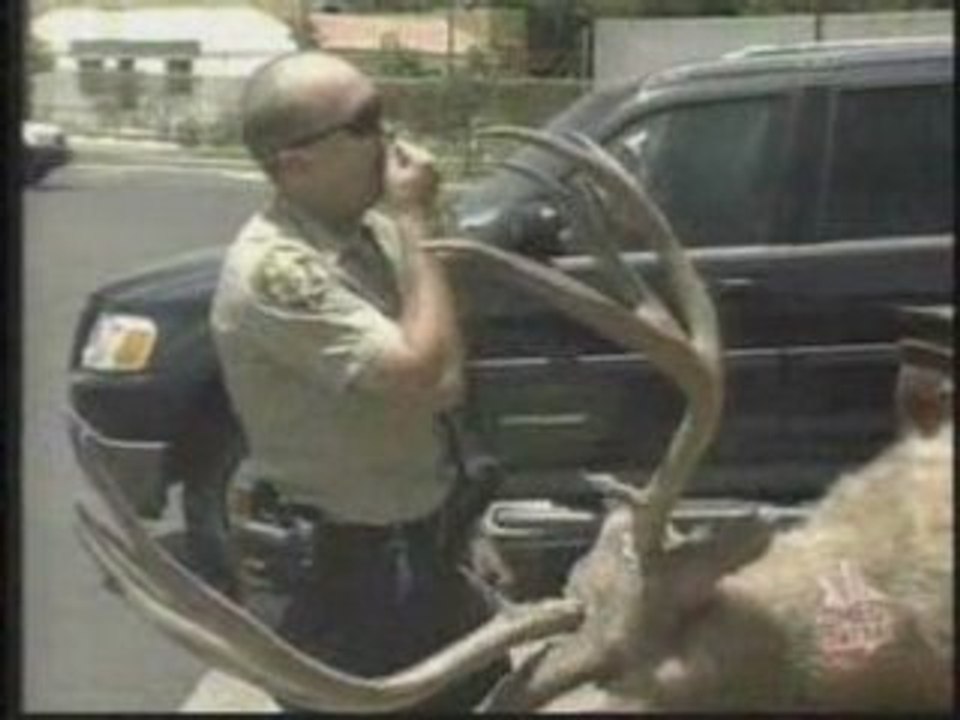 Deer_Hunter gag