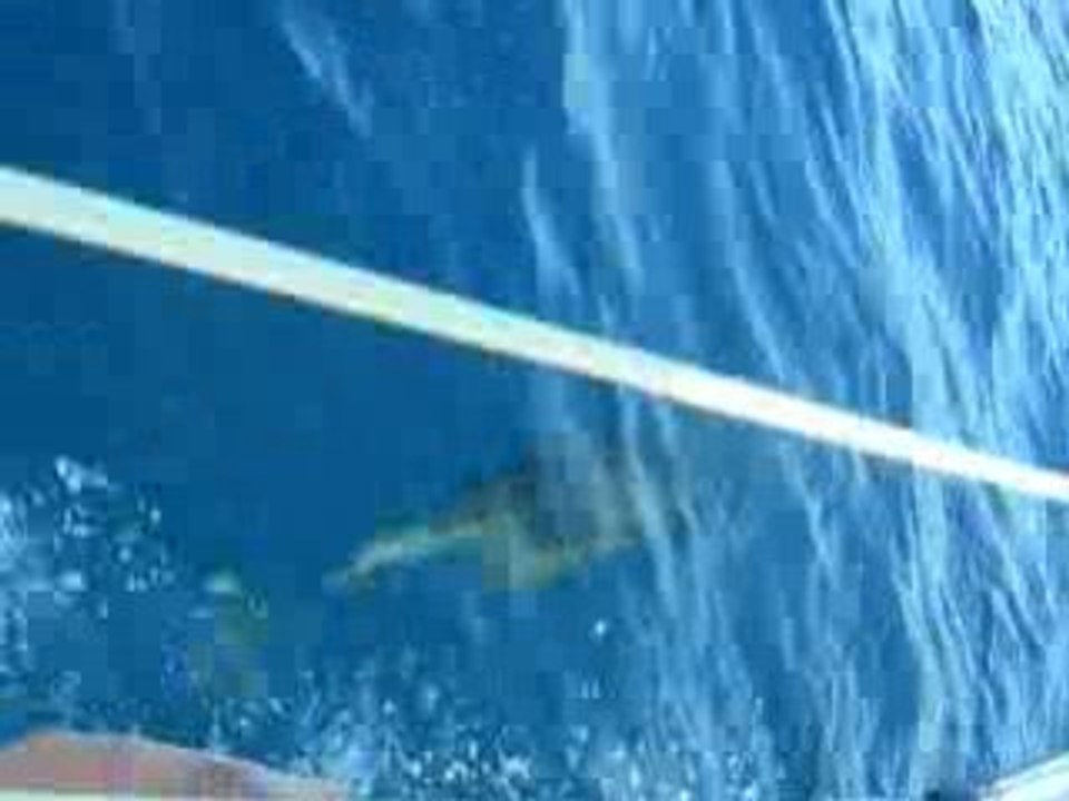 Dauphins