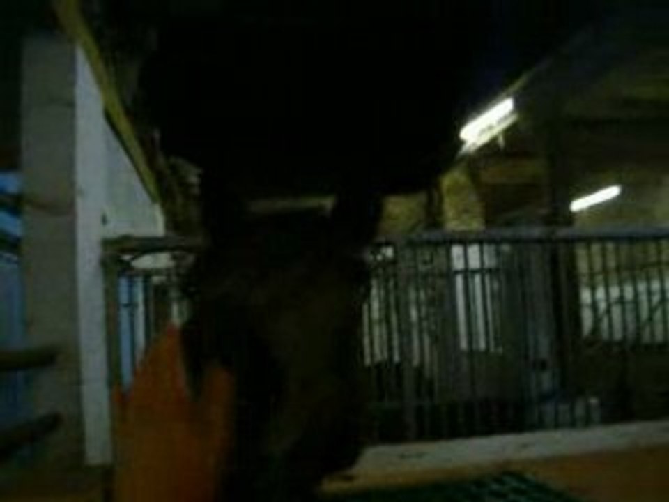 3 octobre 2008 ; Manège !