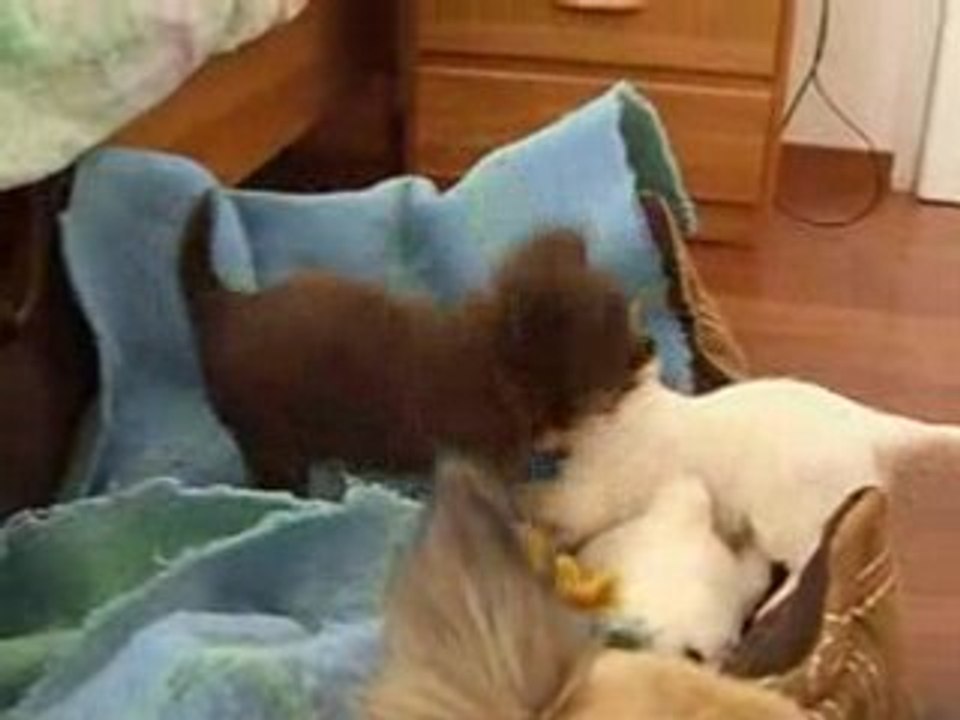 Choco seul puis diddle