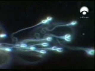 Alimentos y fertilidad masculina