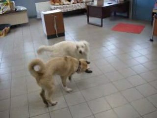 Joyeuse pagaille avec golden, labrador et kangal
