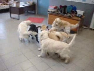 Joyeuse pagaille avec golden, labrador et kangal (suite)