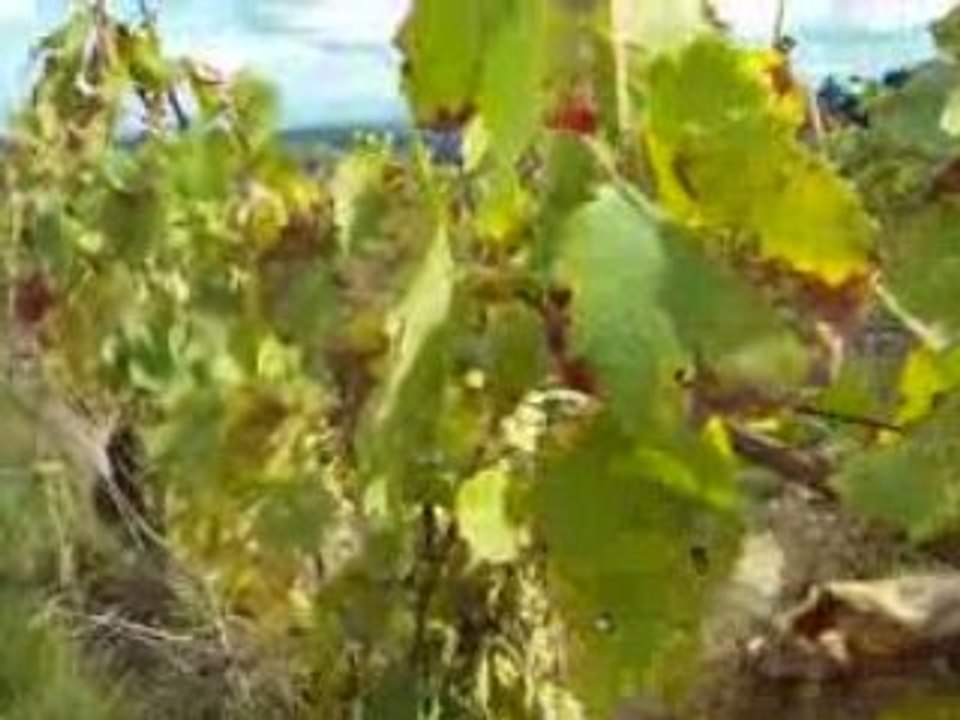 Les Vignes du Beaujolais