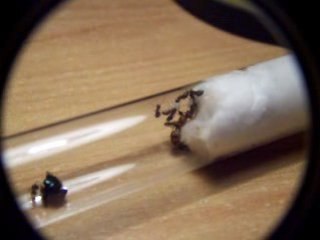 Lasius emarginatus