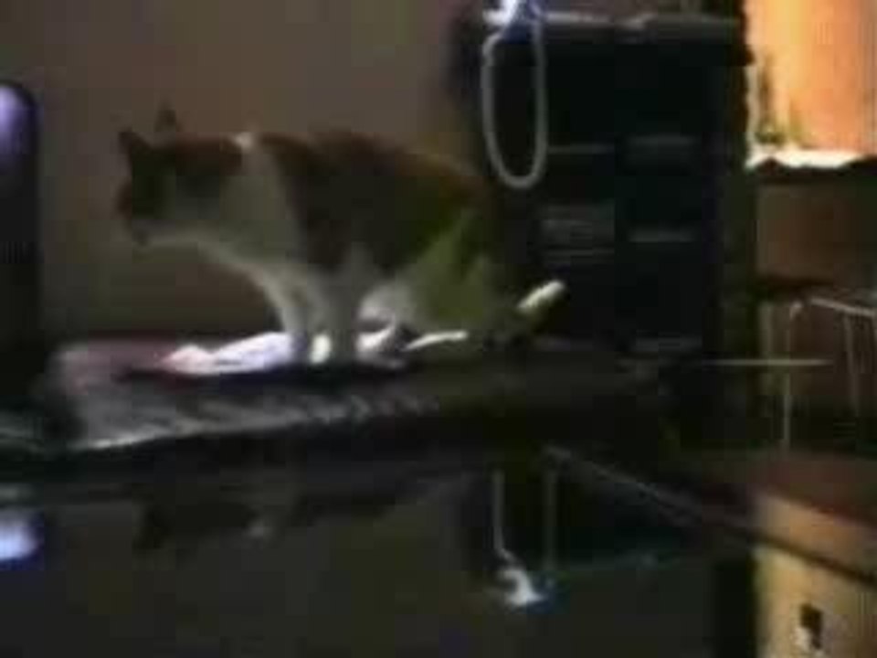 talkingcats