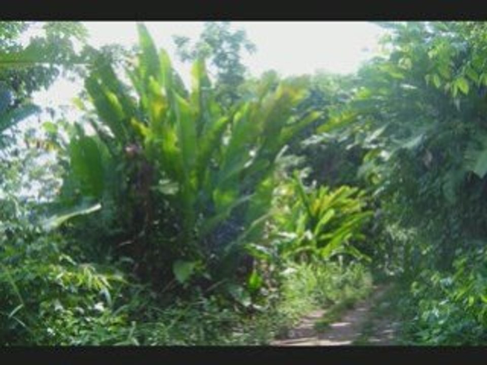 Arrivée en Guyane été 2008