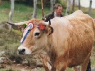 Transhumance en aubrac (france)