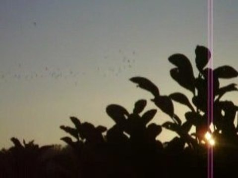 Oiseaux - Subhan'Allah