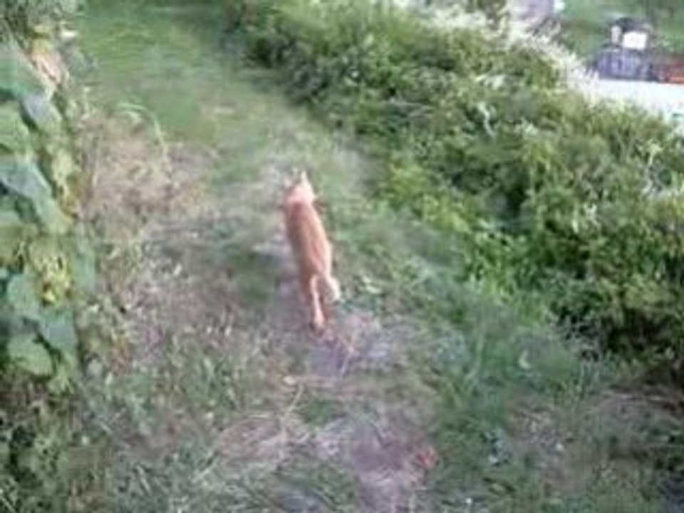 lapin et chat