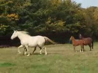 mes loulous au galop