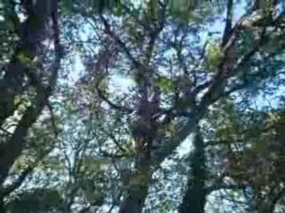 Tarzan meur