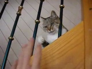 Mon minou