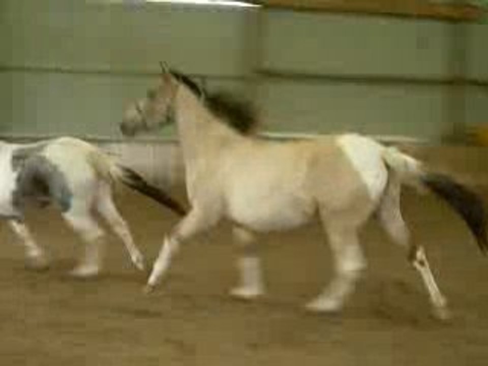 Shakira galope.!