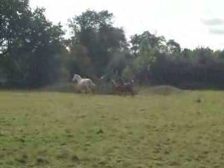 Les jujus au galop