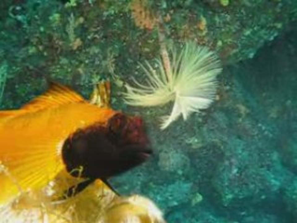 Au coeur de l'archipel  (2008)