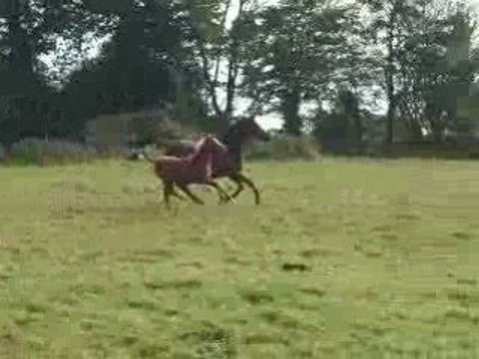 encore mes chevaux!