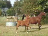 chevaux au galop the end