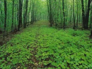la couleur verte comme l espèrense