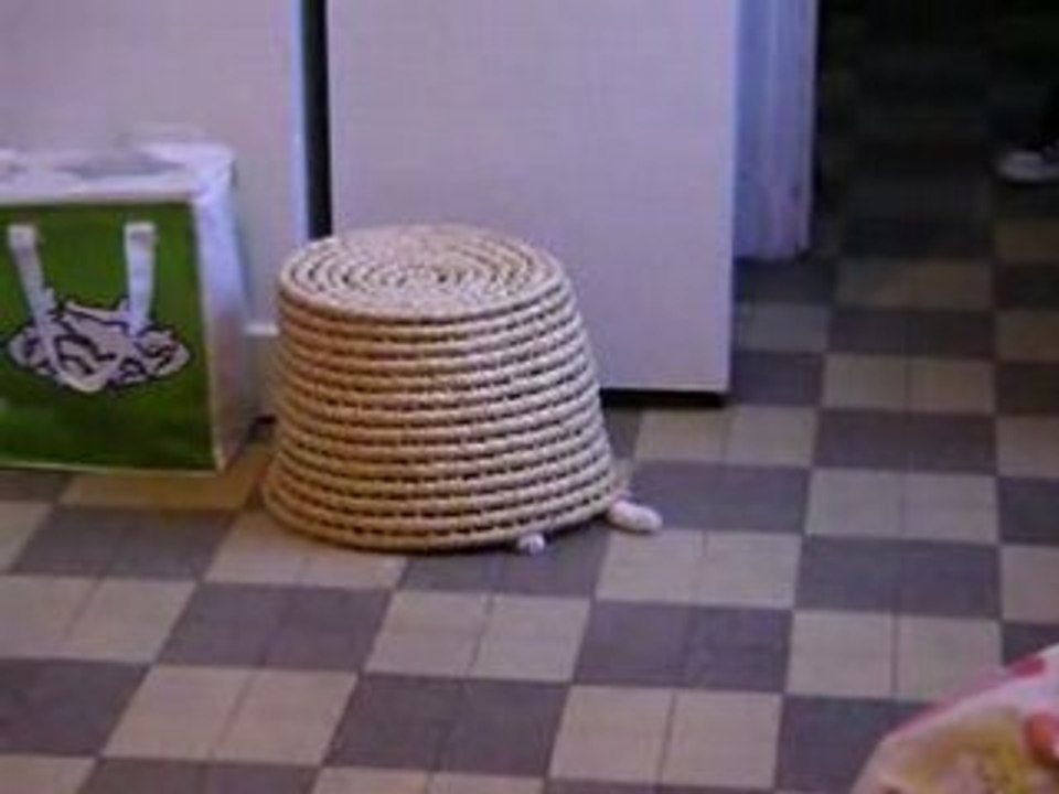 Un panier un chat