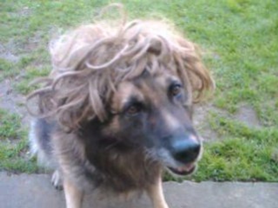 chien