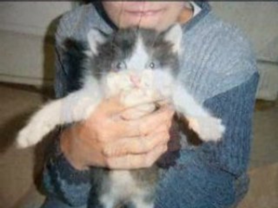 Mes p'tits chats