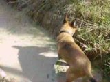 mes chiens ballade en foret