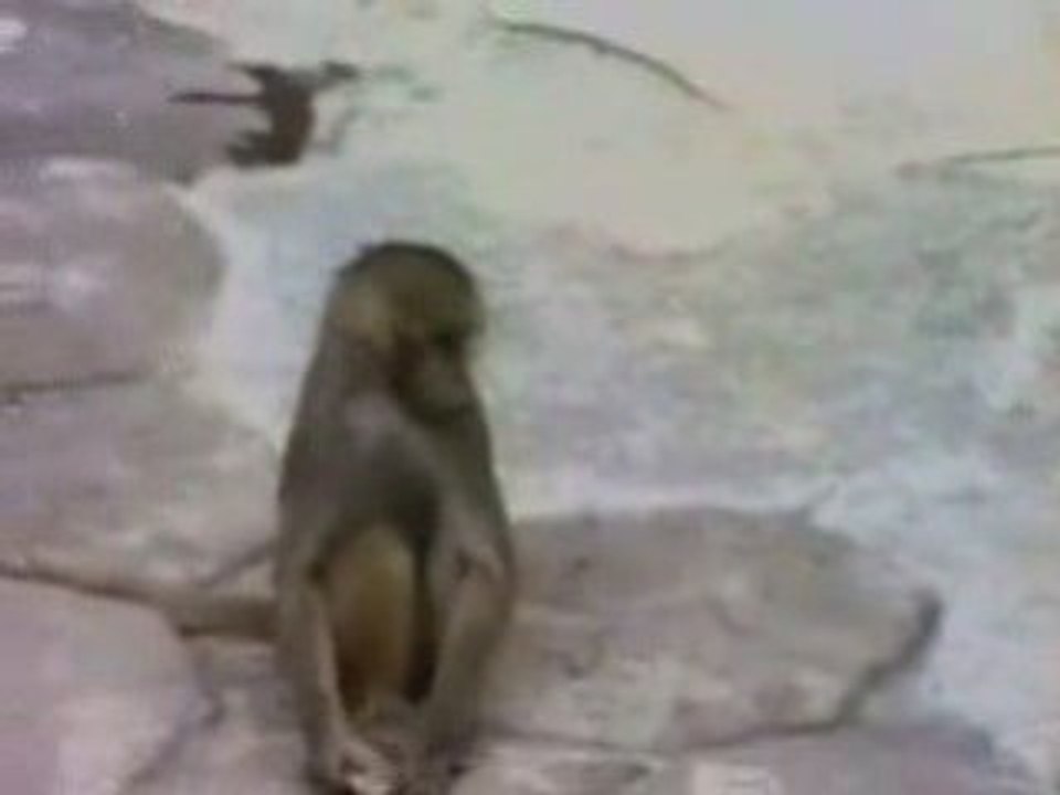 Un singe ce voit dans un miroir