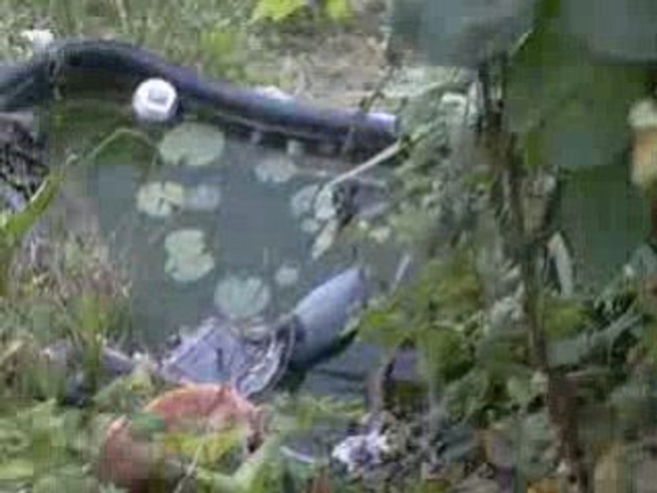 mon chat qui boit dans l'eau du bassin