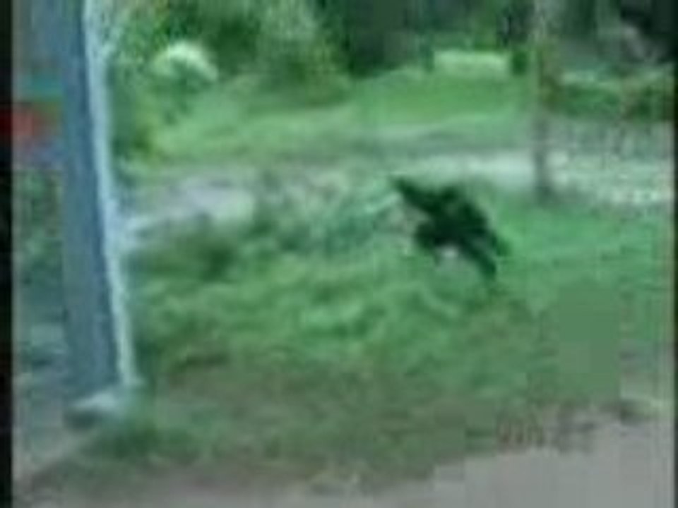 singe qui fait peter de rire