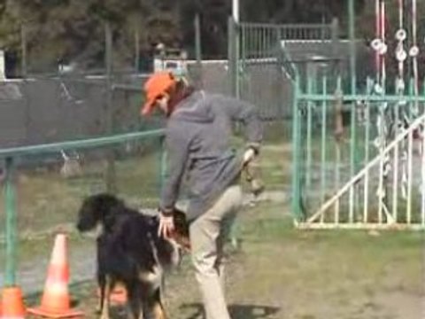 dressage canin : Le rapport d'objet