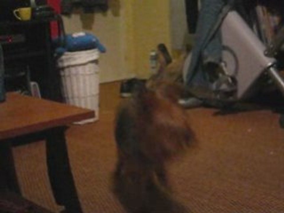 Simba_0001