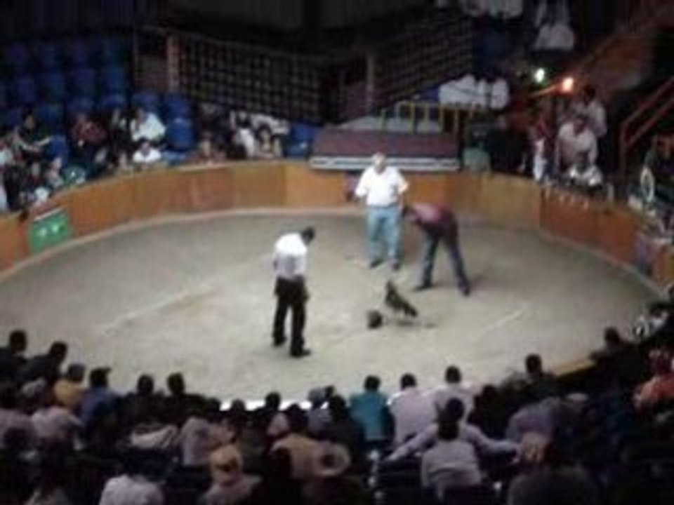 Coq_combat