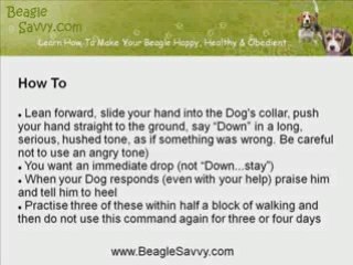 Beagle Training and Emergency Down