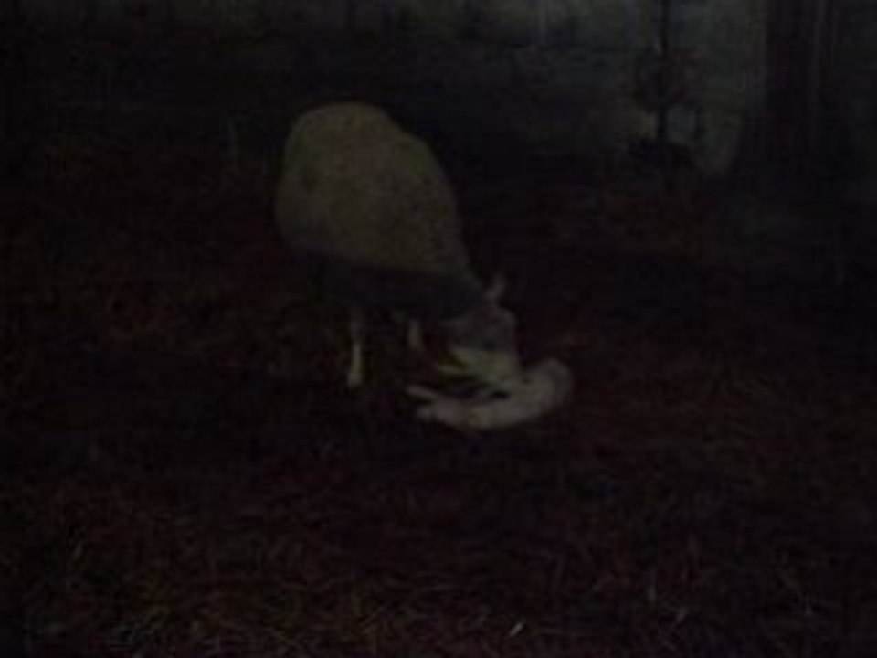 naissance d'un agneau