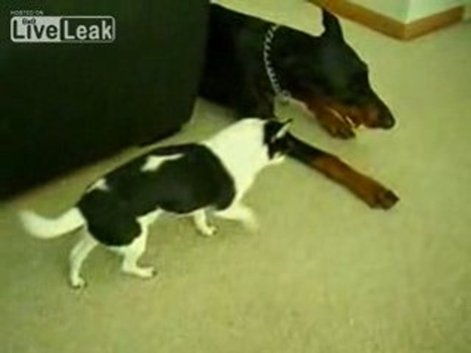Chihuahua vs Doberman