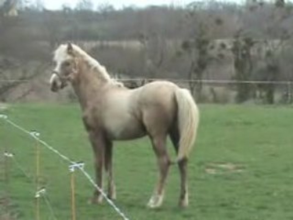 THUNDER KING DU BLIN poulain