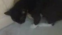 itchy kitty 2