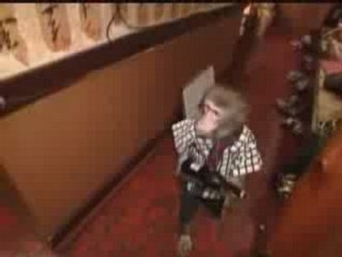 Scimmie cameriere in Giappone