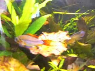 parade cacatuoide (suite)